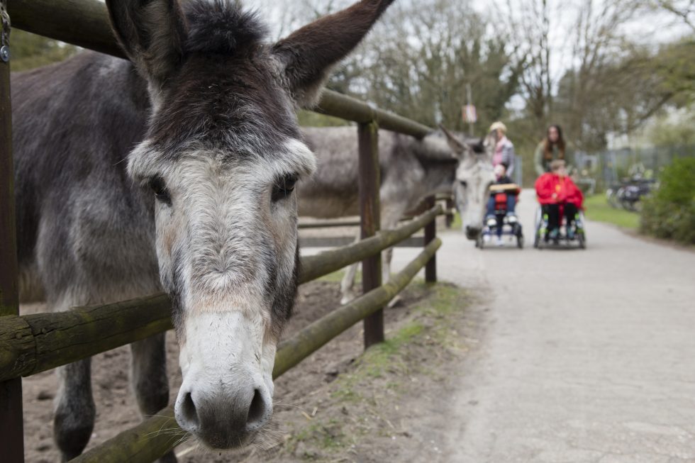 Abenteuerspielplatz Lobetalarbeit