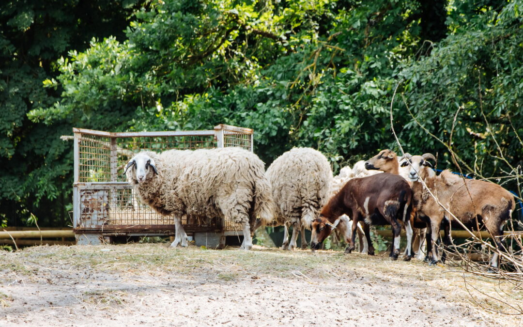 Ein wolliges Abenteuer: Schafe bekommen ihre Sommerfrisur